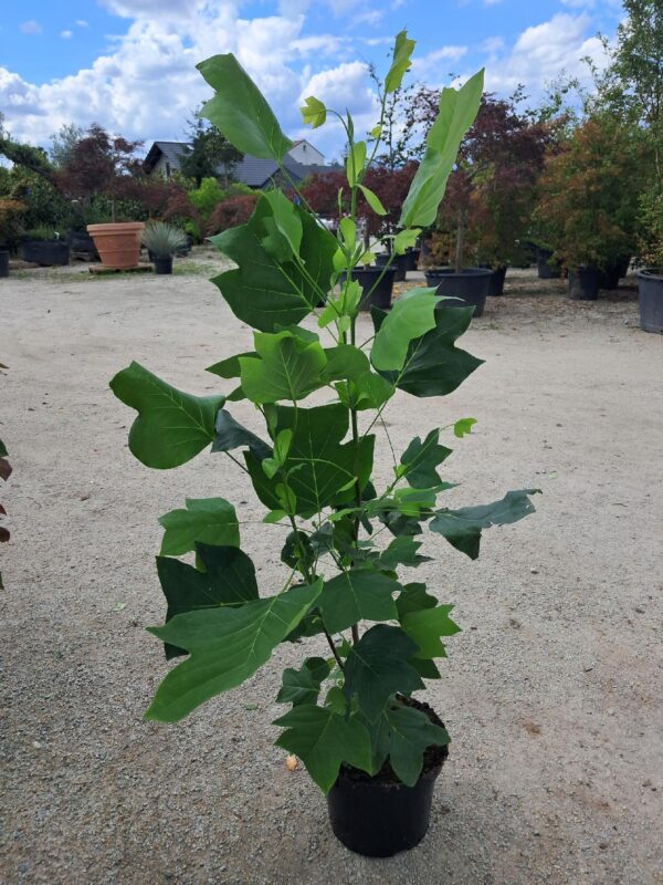 Tulipanowiec amerykański 'Fastigiata' kolumnowy, wąski pokrój