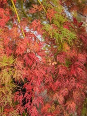 Klon palmowy 'Emerald Lace' wys.50cm, szer.120cm, rozłożysty