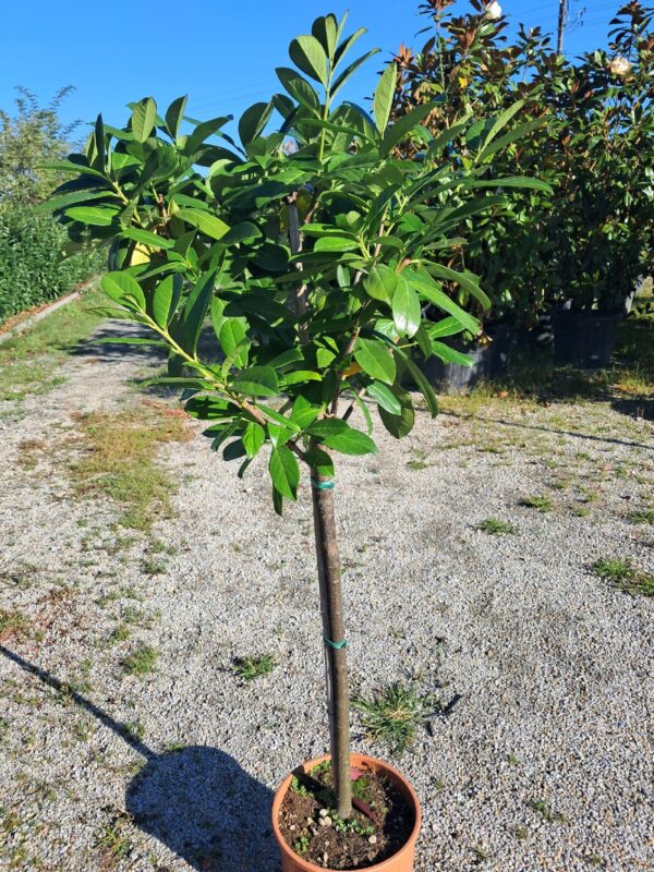 Laurowiśnia 'Novita' na pniu, zimozielona ozdoba ogrodu