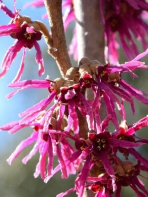 Oczar 'Amethyst' kwitnie styczeń-marzec, purpurowe kwiaty, 110-140cm