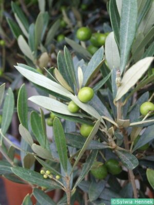 Oliwka europejska, egzotyk, roślina zimozielona, 90-110cm