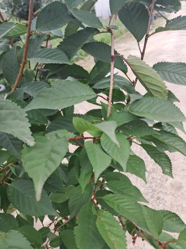 Wiśnia japońska 'Ruby' kwitnące drzewko