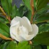 Magnolia Grandiflora Little Gem ZIMOZIELONA DUŻY KWIAT KWITNĄCA LATEM