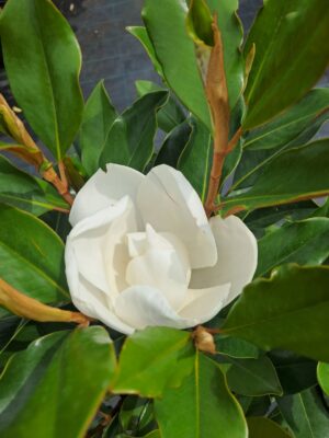 Magnolia Grandiflora Little Gem ZIMOZIELONA DUŻY KWIAT KWITNĄCA LATEM