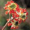 Edgeworthia chrysantha Red Dragon PAPIERODAJNA, ROSLINA KOLEKCJONERSKA