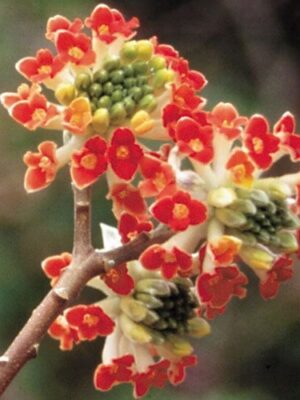 Edgeworthia chrysantha Red Dragon PAPIERODAJNA, ROSLINA KOLEKCJONERSKA