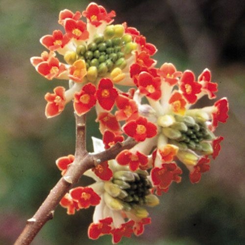 Edgeworthia chrysantha Red Dragon PAPIERODAJNA, ROSLINA KOLEKCJONERSKA