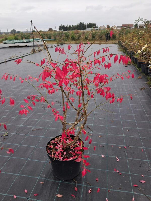 Trzmielina oskrzydlona, 70-80cm, płonący krzew