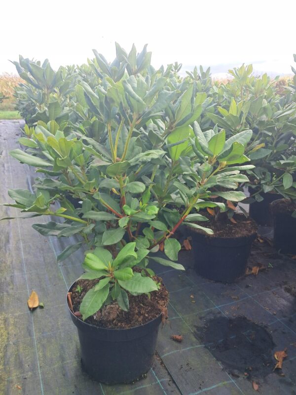 Rododendron/różanecznik 'Lord Roberts' zimozielony, stara odmiana