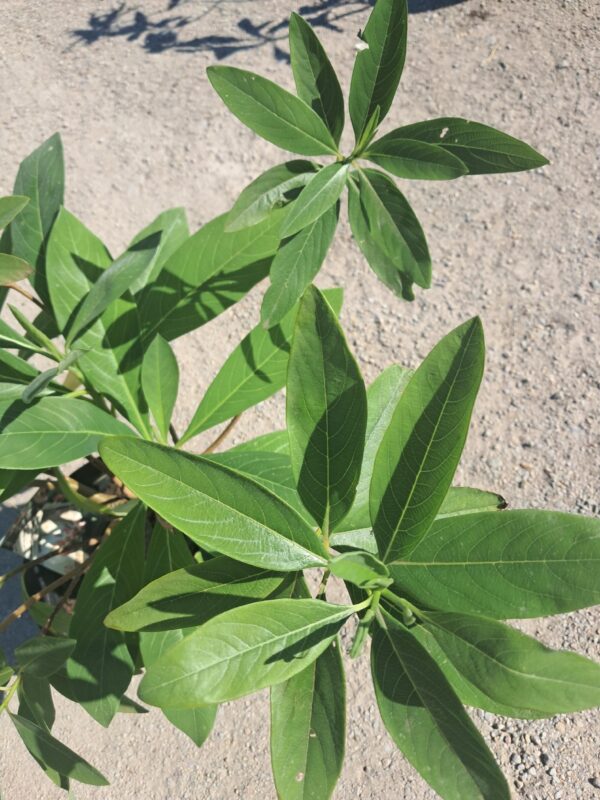 Edgeworthia chrysantha Red Dragon PAPIERODAJNA, ROSLINA KOLEKCJONERSKA