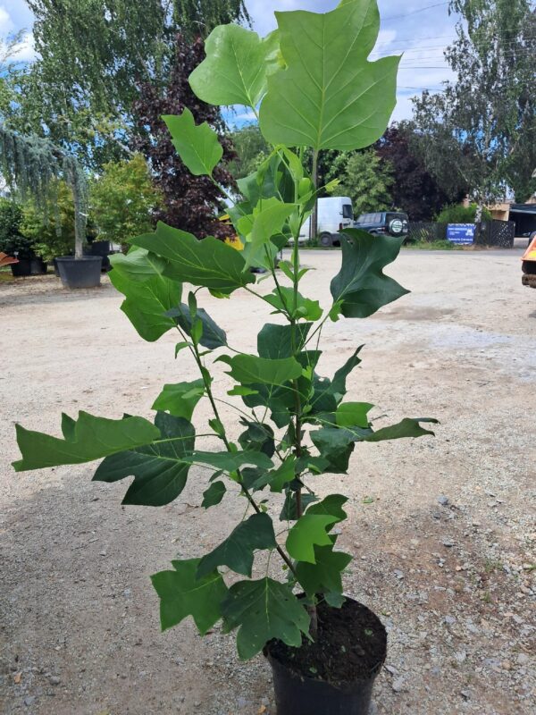 Tulipanowiec amerykański 'Fastigiata' kolumnowy, wąski pokrój