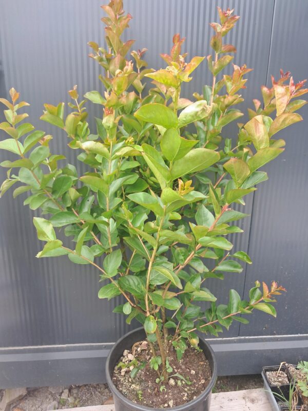 Lagerstroemia indyjska-bez południa KWITNĄCA, wieloletnia, ogród, donica