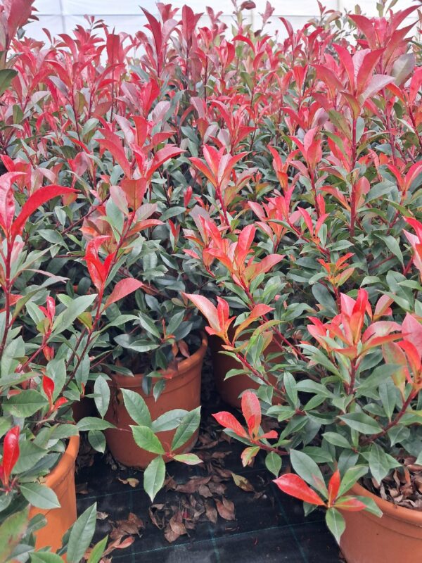 Głogownik Robusta Compacta-Gęsty Krzak 50-70cm