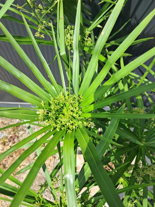 Papirus GĘSTA SADZONKA 9L