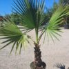 Palma Washingtonia Robusta 120-140cm, egzotyk, donica, ogród