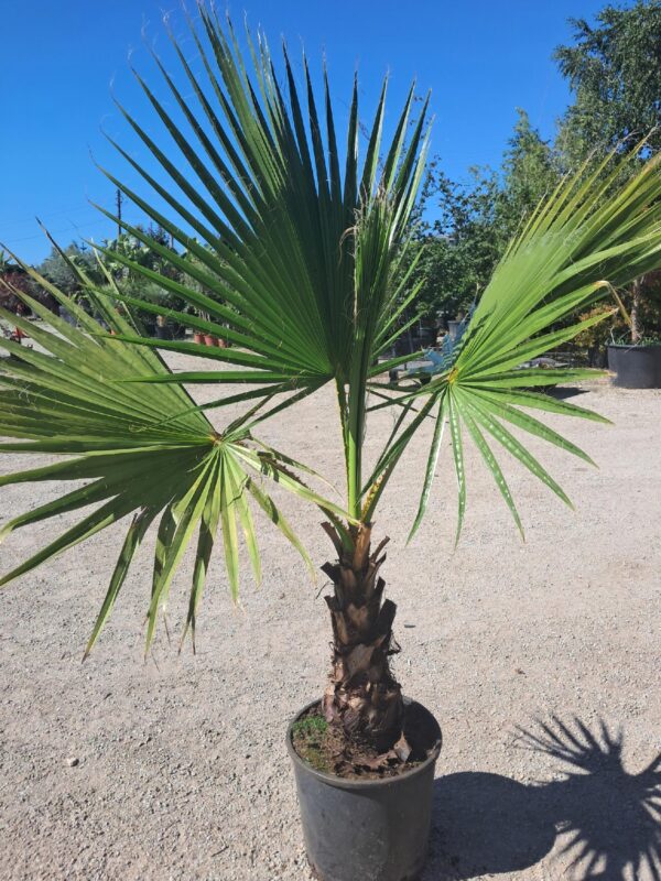 Palma Washingtonia Robusta 120-140cm, egzotyk, donica, ogród