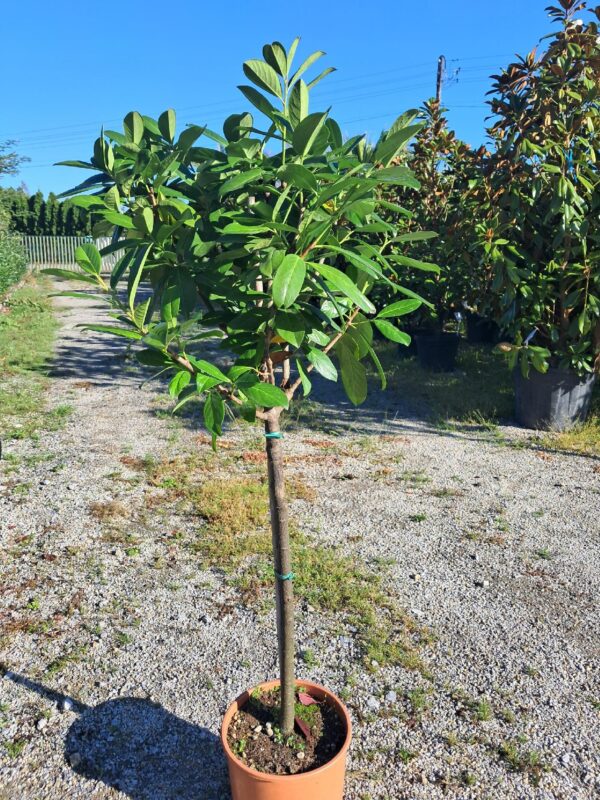 Laurowiśnia 'Novita' na pniu, zimozielona ozdoba ogrodu