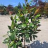 Magnolia Grandiflora Little Gem ZIMOZIELONA DUŻY KWIAT KWITNĄCA LATEM