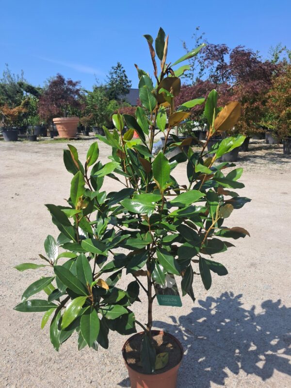 Magnolia Grandiflora Little Gem ZIMOZIELONA DUŻY KWIAT KWITNĄCA LATEM