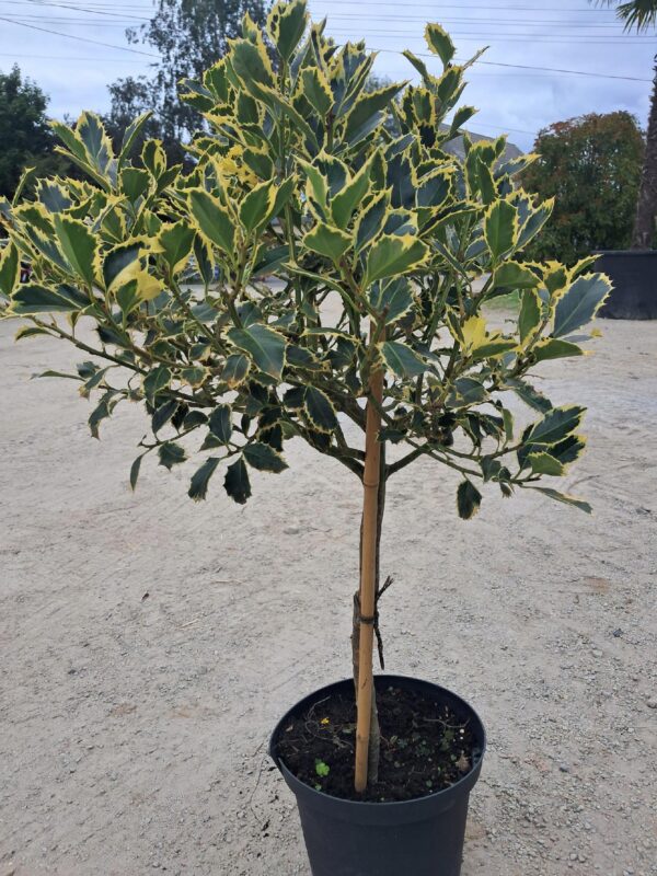 Ostrokrzew żółto-zielony, zimozielony na pniu, ogród, donica