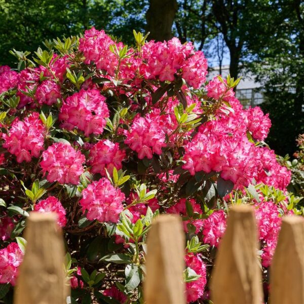 Rododendron/różanecznik 'Hybrid Sternzauber' zimozielony