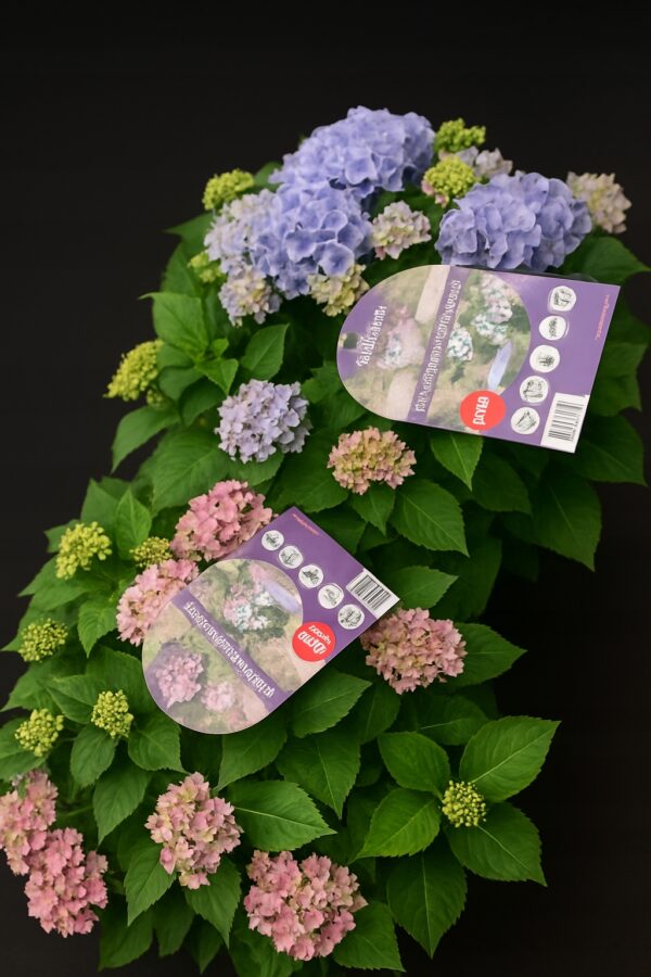Hortensja ogrodowa Forever & Ever Hortbux RÓŻOWA, KARŁOWATA, KOMPAKTOWA