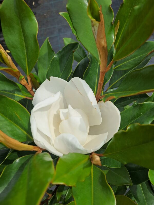 Magnolia zimozielona grandiflora 'Little Gem' ok160cm,kwitnąca latem