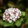 Kalina wawrzynowata 'Viburnum Tinus' zimozielona kwitnąca 2 razy