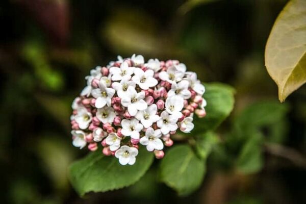 Kalina wawrzynowata 'Viburnum Tinus' zimozielona kwitnąca 2 razy