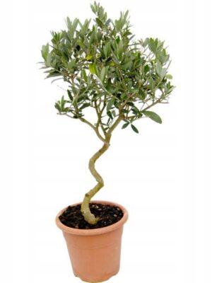 Oliwka spirala/ kręcona nóżka, egzotyk, zimozielona, donica, taras 70-80cm