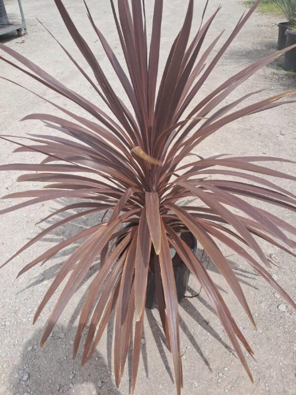 Kordylina Red Star, taras, ogród, roślina doniczkowa