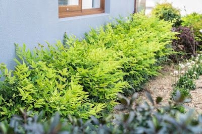 Nandina Lemon Lime 30-40cm zimozielona