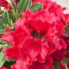 Rododendron/różanecznik 'Red Jack' zimozielony