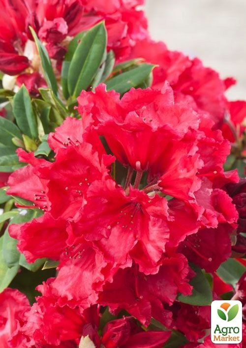 Rododendron/różanecznik 'Red Jack' zimozielony