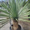 YUCCA ROSTRATA mrozoodporna XXL, zimozielona, słońce, egzotyk, ogród, taras
