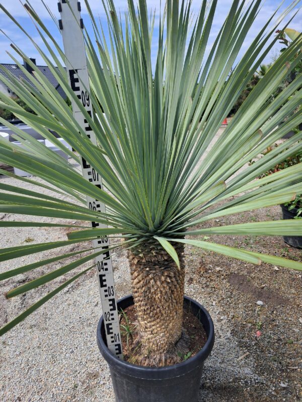 YUCCA ROSTRATA mrozoodporna XXL, zimozielona, słońce, egzotyk, ogród, taras