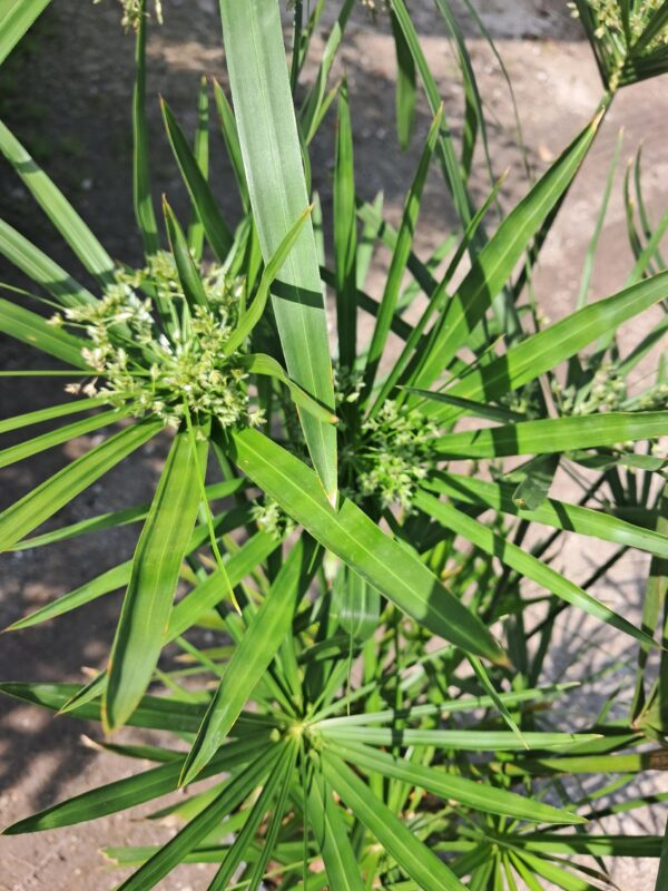 Papirus GĘSTA SADZONKA 9L