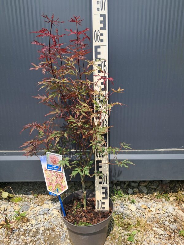 Klon palmowy Royal Garnet 50-70cm