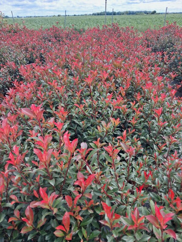 Głogownik Robusta Compacta-Gęsty Krzak 50-70cm