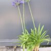 Agapanthus Timaru kompaktowa odmiana niebieski kwiat