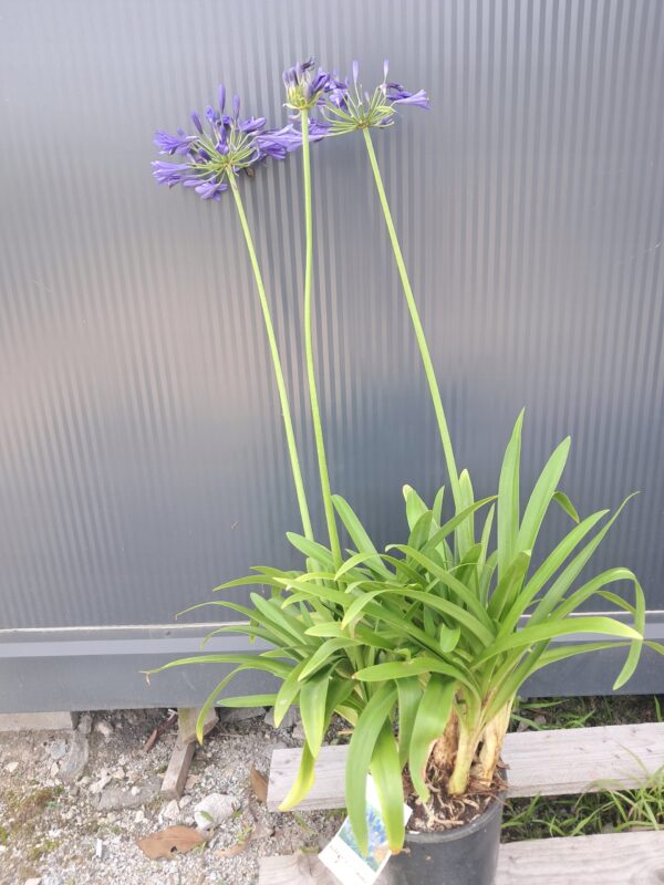 Agapanthus Timaru kompaktowa odmiana niebieski kwiat
