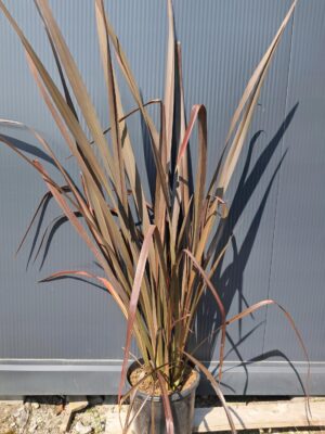 Len nowozelandzki DUŻY 120-140cm