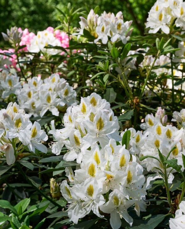 Rododendron/różanecznik 'Madame Masson' zimozielony, stara odmiana