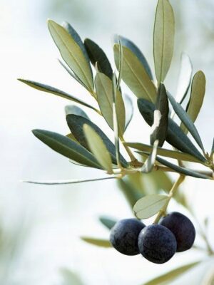 Oliwka europejska w formie bonsai, egzotyk w Twoim domu