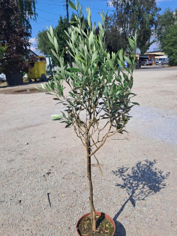 Oliwka europejska, egzotyk, roślina zimozielona, 90-110cm