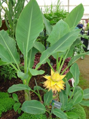 Bananowiec Lasiocarpa, karłowy, kwitnący, ogród, donica