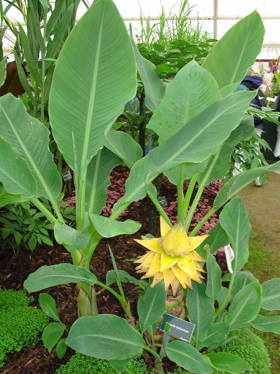 Bananowiec Lasiocarpa, karłowy, kwitnący, ogród, donica