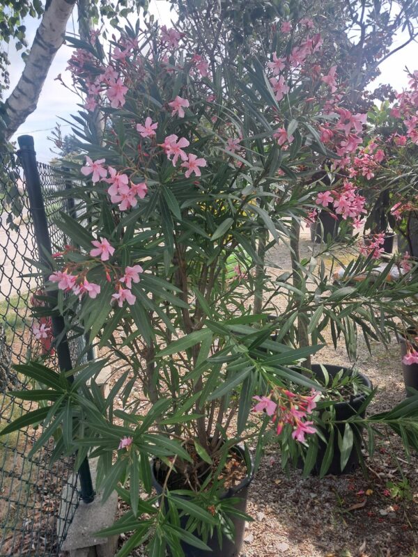 Oleander, duży okaz, kolor  różowy, donica, taras, egzotyk