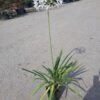 Agapanthus afrykański 'Albus' biały