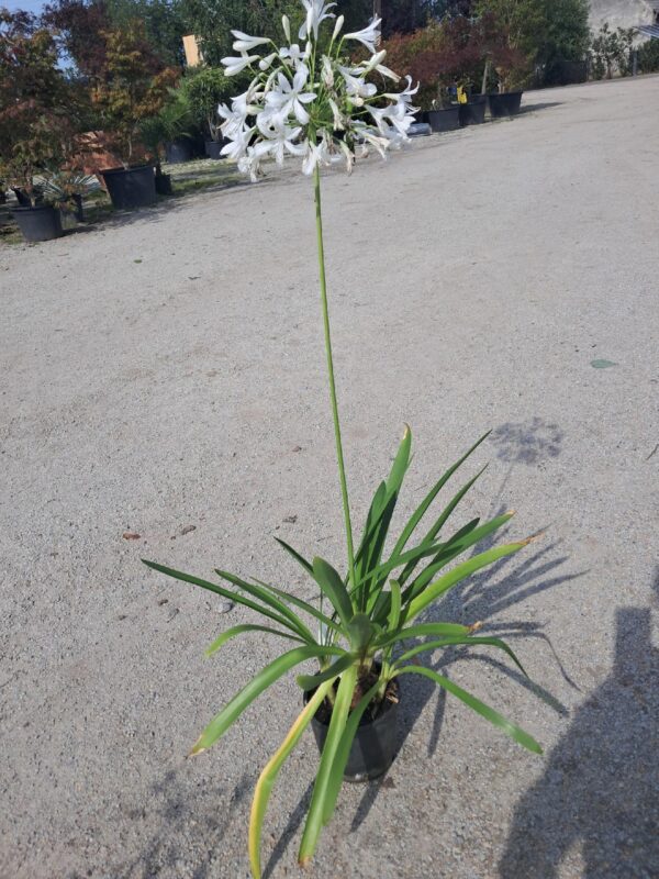 Agapanthus afrykański 'Albus' biały